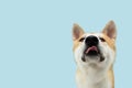 Funny akita dog sticking tongue out. Isolated on blue background