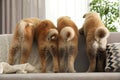 Funny akita inu puppies on sofa