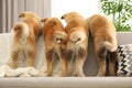 Funny akita inu puppies on sofa