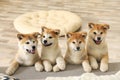 Funny akita inu puppies at sofa