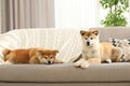 Funny akita inu puppies on sofa