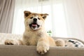 Funny akita inu puppy on sofa