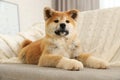 Funny akita inu puppy on sofa