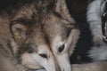 Funny Alaskan Malamute closeup