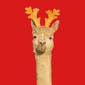 Funny alpaca with christmas reindeer antlers isolated on red background