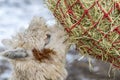 A Funny Alpaca Close-up Eating Grass And Chewing. Beautiful Llama Farm Animal At Petting Zoo