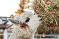 Funny alpaca eating hay. Beautiful llama farm animal at petting zoo Royalty Free Stock Photo