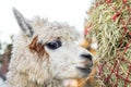 Funny Alpaca Eating Hay. Beautiful Llama Farm Animal At Petting Zoo