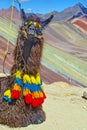 Funny Alpaca, Lama pacos, near the Vinicunca mountain, famous destination in Andes Royalty Free Stock Photo