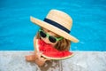 Funny amazed child eats watermelon near the pool.