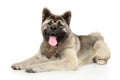 Funny American Akita on a white background Royalty Free Stock Photo