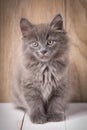 Funny american bobtail cats Royalty Free Stock Photo