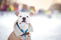 Funny american bulldog in clothes portrait