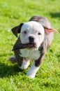 Funny American Bulldog puppies are playing with a stick