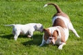 Funny American Bulldog puppy with mother