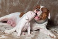 Funny American Bulldog puppy with mother