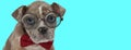 Funny American Bully dog wearing red bowtie and eyeglasses