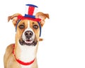 Funny American Patriotic Dog Closeup Royalty Free Stock Photo