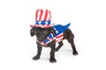 Funny American Patriotic Puppy Dog Royalty Free Stock Photo