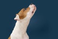 Funny American Staffordshire dog begging food sticking tongue out. Isolated on dark blue background