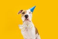 Funny American Staffordshire dog celebrating birthday, new year  or carnival. Isolated on yellow backgorund Royalty Free Stock Photo