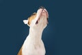Funny American Staffordshire dog looking up begging food.  on blue background Royalty Free Stock Photo