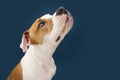 Funny American Staffordshire dog looking up begging food. Isolated on dark blue background Royalty Free Stock Photo
