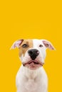 Funny American Staffordshire dog making a flat. on yellow background