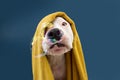 Funny American Staffordshire dog ready to take a a shower wrapped with a yellow towel. Animal on blue colored background with Royalty Free Stock Photo