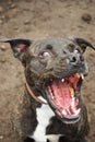 A funny american staffordshire dog is sittig in the garden and catching food with the mouth Royalty Free Stock Photo