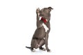 Funny american staffordshire terrier dog with red bowtie Royalty Free Stock Photo