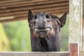 Funny angle of the horse\'s face