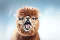 Funny angry-looking alpaca on blue background