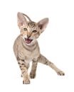 Funny angry oriental shorthair kitten. Go in attack. Royalty Free Stock Photo