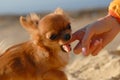 Funny angry playful little chihuahua pet dog biting her girl owner finger on hand with manicure during outdoor leisure