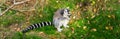 Funny animal behavior, a ring tailed lemur licking a tree with his tongue, endangered tropical monkey from madagascar