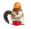 Funny animal chipmunk with detonator and hard hat, demolition co Royalty Free Stock Photo