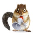Funny animal chipmunk shouting into megaphone Royalty Free Stock Photo