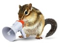 Funny animal chipmunk talking into megaphone Royalty Free Stock Photo