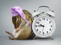 Funny animal chipmunk wakeup with clock and sleeping hat