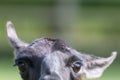 Funny animal image of a curious inquisitive lama