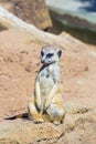 Funny animal of meerkat mongoose