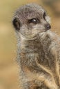 Funny animal meme image of photogenic meerkat smiling for camera Royalty Free Stock Photo