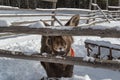 Funny animal. Moose stucks his nose into the gap of the fence