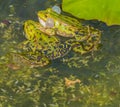 Frog croaking on other Frog