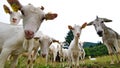 Many curious goats and donkey stare at the camera during hiking trip. Royalty Free Stock Photo