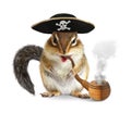 Funny animal pirate, chipmunk with pipe and filibuster hat isolated on white