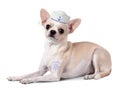 Funny animal sailor, dog with and mariner hat