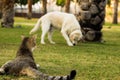 Funny animal scene in park outdoor square space for walking with domestic pets, cat laying on a green grass meadow back to camera Royalty Free Stock Photo