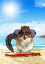 Funny animal on summer holiday, squirrel on the beach